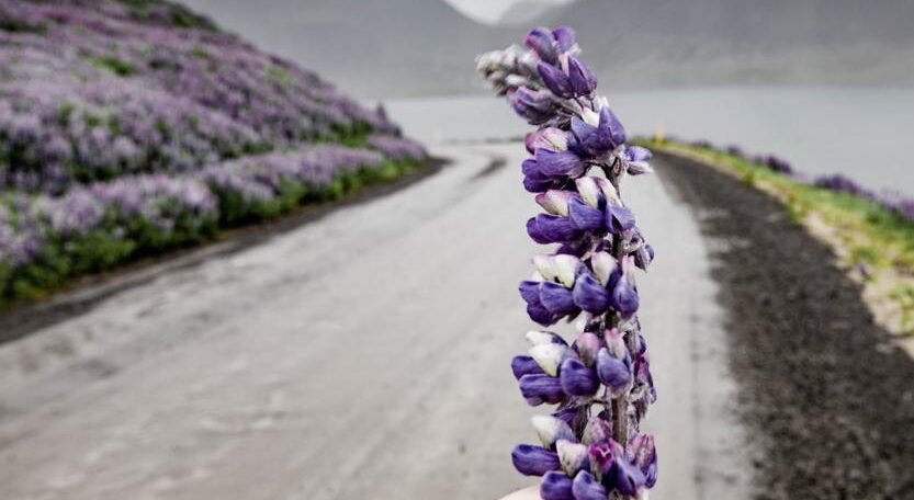 Hand holding a purple wildflower on a winding road with mountains and water in the background.