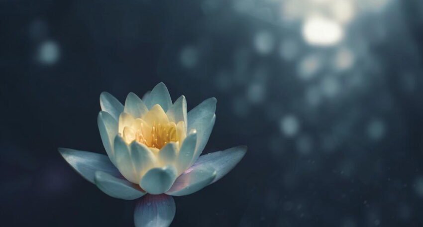 A serene lotus flower floating on calm water, symbolizing peace and mindfulness.