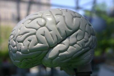 Brain Optimization